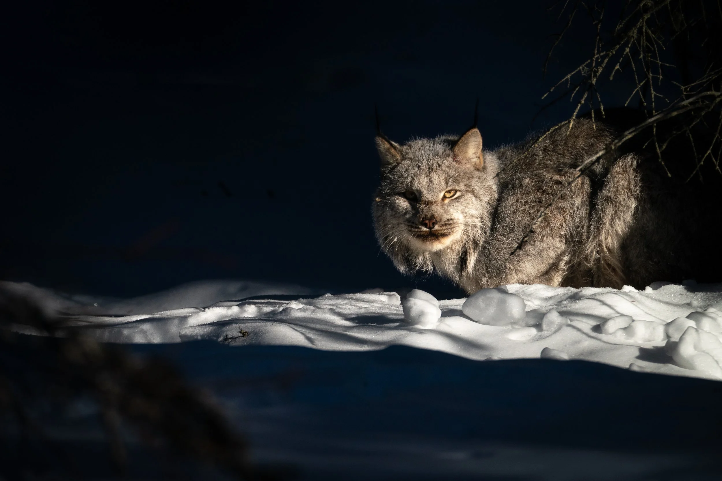 なつかしいLynx Lynx in Winter ~ Chapter 2 ~ — Nakashima Photography